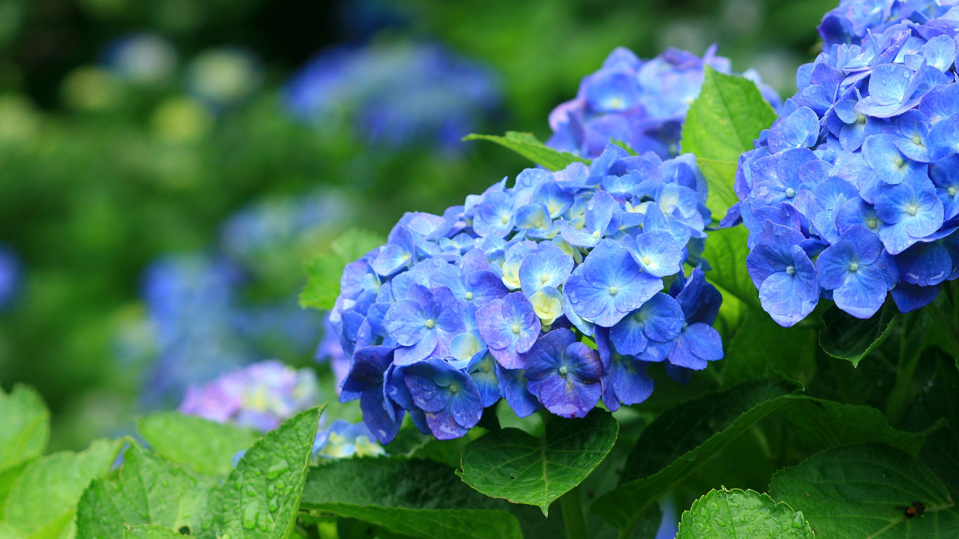 梅雨の季節 雨に濡れた紫陽花が綺麗です 花言葉は 移り気 婚活相談室 Alcia